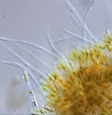 Attēlu rezultāti vaicājumam “Populus x lettland”