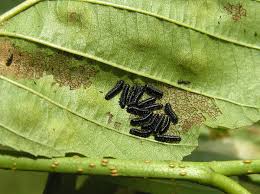 Attēlu rezultāti vaicājumam “Agelastica alni larva”