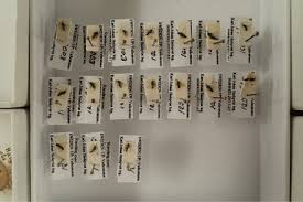 Attēlu rezultāti vaicājumam “Chionaspis salicis imago”