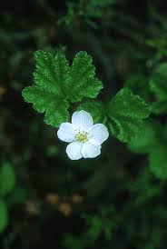 Attēlu rezultāti vaicājumam “Rubus chamaemorus flower”