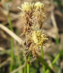 Attēlu rezultāti vaicājumam “Carex ericetorum”
