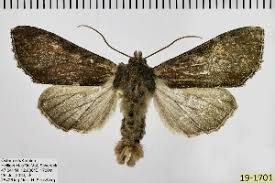 Attēlu rezultāti vaicājumam “Apamea ophiogramma”