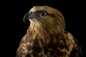 Attēlu rezultāti vaicājumam “Buteo lagopus”