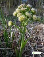 Attēlu rezultāti vaicājumam “Petasites spurius”