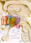 hormones and hypothalamus