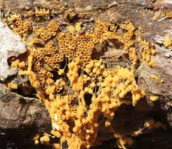 Attēlu rezultāti vaicājumam “Hemitrichia clavata stalked”