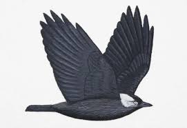 Attēlu rezultāti vaicājumam “Corvus monedula adult”