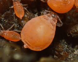 Attēlu rezultāti vaicājumam “Tetraneura ulmi”