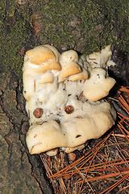 Attēlu rezultāti vaicājumam “Climacocystis borealis”