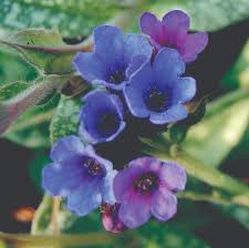 Image result for Pulmonaria Silverado