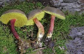 Attēlu rezultāti vaicājumam “Xerocomus pruinatus”