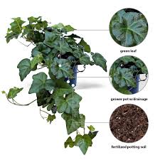 Attēlu rezultāti vaicājumam “Hedera helix  leaf”