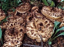 Attēlu rezultāti vaicājumam “Sarcodon imbricatum”