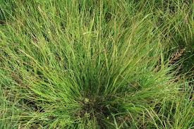 Attēlu rezultāti vaicājumam “Schoenus ferrugineus fruit”