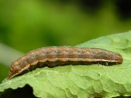 Attēlu rezultāti vaicājumam “Dypterygia scabriuscula”