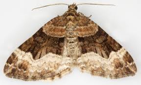 Attēlu rezultāti vaicājumam “Xanthorhoe biriviata”