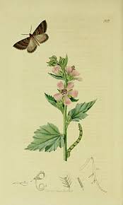 Attēlu rezultāti vaicājumam “Larentia clavaria”