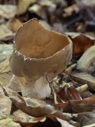 Attēlu rezultāti vaicājumam “Helvella acetabulum”