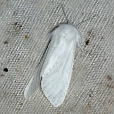 Attēlu rezultāti vaicājumam “Spilosoma lutea imago”