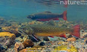 Image result for Salvelinus fontinalis