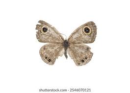 Attēlu rezultāti vaicājumam “Lasiommata petropolitana upperside”