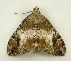 Attēlu rezultāti vaicājumam “Dysstroma truncata”