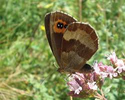 Attēlu rezultāti vaicājumam “Erebia aethiops underside”