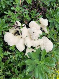 Attēlu rezultāti vaicājumam “Badhamia lilacina”