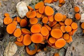 Attēlu rezultāti vaicājumam “Melastiza chateri”