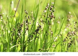 Attēlu rezultāti vaicājumam “Melica nutans flower”