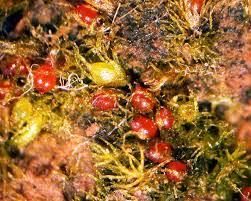 Attēlu rezultāti vaicājumam “Ephemerum serratum”