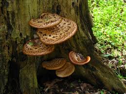 Attēlu rezultāti vaicājumam “Polyporus squamosus”