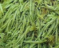Attēlu rezultāti vaicājumam “Plagiothecium cavifolium”
