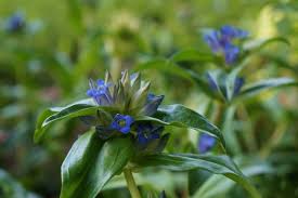 Attēlu rezultāti vaicājumam “Gentiana cruciata flower”