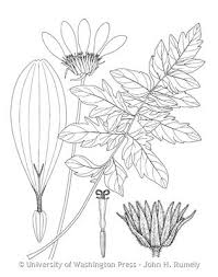 Attēlu rezultāti vaicājumam “Libanotis montana leaf”