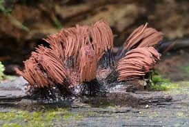 Attēlu rezultāti vaicājumam “Stemonitis sp.”