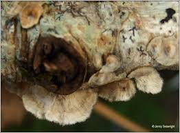 Attēlu rezultāti vaicājumam “Basidioradulum radula”