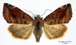 Attēlu rezultāti vaicājumam “Cosmia pyralina”