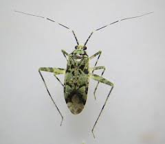 Attēlu rezultāti vaicājumam “Phytocoris tiliae”