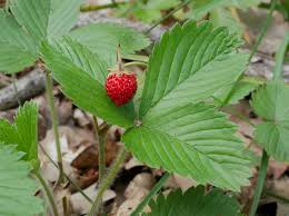 Image result for Fragaria vesca