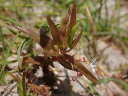 Attēlu rezultāti vaicājumam “Veronica scutellata flower”
