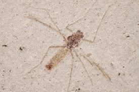 Attēlu rezultāti vaicājumam “Chironomidae”