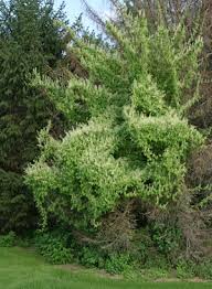 Attēlu rezultāti vaicājumam “Echinocystis lobata”
