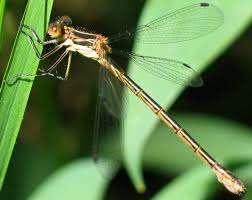 Attēlu rezultāti vaicājumam “Lestes dryas”