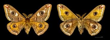 Attēlu rezultāti vaicājumam “Saturnia pavonia”