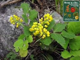 Attēlu rezultāti vaicājumam “Berberidaceae”
