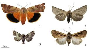 Attēlu rezultāti vaicājumam “Noctua fimbriata larva”