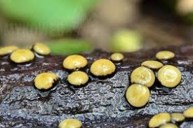 Attēlu rezultāti vaicājumam “Vibrissea decolorans”