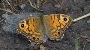 Attēlu rezultāti vaicājumam “Lasiommata megera male”