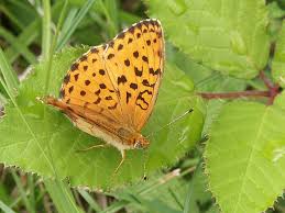 Attēlu rezultāti vaicājumam “Brenthis ino underside”